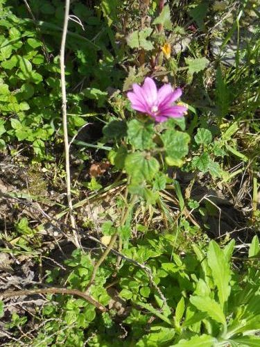 Geranium? no, Malva sp.